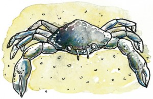 Illustration Krebs